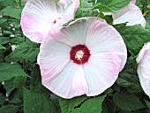 HIBISCUS MOSCHEUTOS DISCO BELLE PINK