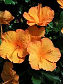 HIBISCUS ROSA-SINENSIS CAROLINA BREEZE