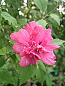 HIBISCUS SYRIACUS AMPLISSIMUS