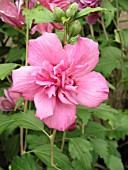 HIBISCUS SYRIACUS COLLIE MULLENS