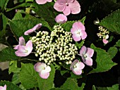 HYDRANGEA MACROPHYLLA PINK LIBELLE