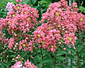 LAGERSTROEMIA PETITE EMBERS