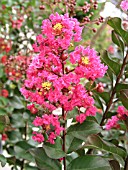 LAGERSTROEMIA PINK VELOUR