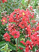 LAGERSTROEMIA RED ROCKET