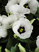 LISIANTHUS (EUSTOMA) FLORIDA SILVER