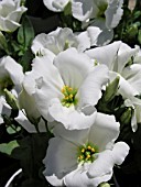 LISIANTHUS (EUSTOMA) FOREVER WHITE