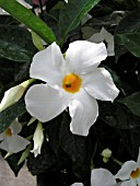 MANDEVILLA BOLIVIENSIS