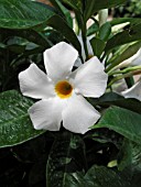 MANDEVILLA BOLIVIENSIS