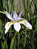 MORAEA IRIDIOIDES (DIETES)