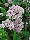 PENTAS LANCEOLATA BUTTERFLY LIGHT LAVENDER