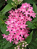 PENTAS LANCEOLATA NEW LOOK PINK