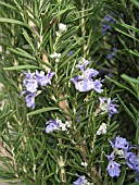 ROSMARINUS OFFICINALIS TUSCAN BLUE