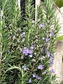 ROSMARINUS OFFICINALIS TUSCAN BLUE