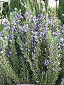 ROSMARINUS OFFICINALIS TUSCAN BLUE