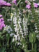 SALVIA SYLVESTRIS SNOW HILL