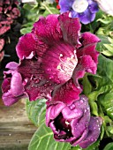 SINNINGIA GLOXINIA PURPLE