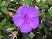 TIBOUCHINA URVILLEANA