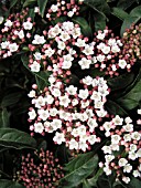 VIBURNUM TINUS SPRING BOUQUET