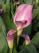 ZANTEDESCHIA SUPER GEM