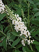 BUDDLEIA DAVIDII SILVER FROST, (SYN. BUDDLEJA DAVIDII SILVER FROST)