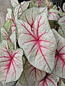 CALADIUM WHITE QUEEN