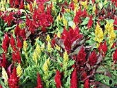 CELOSIA  MIX