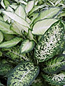 DIEFFENBACHIA MIX