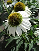 ECHINACEA PURPUREA WHITE SWAN