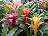 GUZMANIA MIX