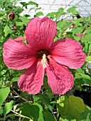 HIBISCUS MOSCHEUTOS MOY GRANDE