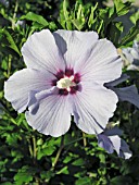 HIBISCUS SYRIACUS BLUE SATIN