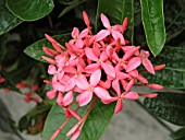 IXORA COCCINEA PINK