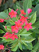 JATROPHA INTERREGIMA