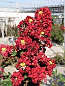 LAGERSTROEMIA DYNAMITE