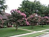 LAGERSTROEMIA INDICA, (CRAPE MYRTLE)