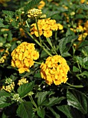 LANTANA NEW GOLD