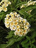 LANTANA SILVER MOUND