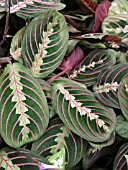 MARANTA RED