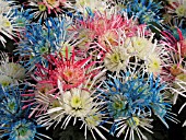 CHRYSANTHEMUM (DENDRANTHEMA) FLORIST MUM RED, WHTIE AND BLUE