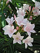 NERIUM OLEANDER PINK