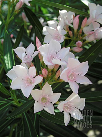 NERIUM_OLEANDER_PINK