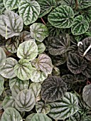 PEPEROMIA MIX