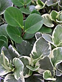 PEPEROMIA MIX