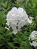 PHLOX PANICULATA MT. FUJIYAMA