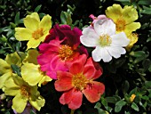 PORTULACA OLERACEA MIX