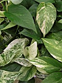 EPIPREMNUM MIX, (POTHOS)