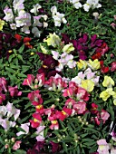 ANTIRRHINUM MAJUS MIX