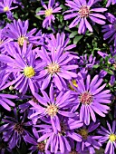 ASTER NOVI-BELGII JUDITH