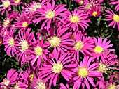 ASTER NOVI-BELGII WINSTON CHURCHILL