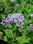 EUPATORIUM COELESTINUM